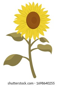 Sunflower in cartoon style. Beautiful flower isolated on white background.