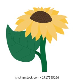Sunflower in cartoon style. Vector stock illustration isolated on white background.