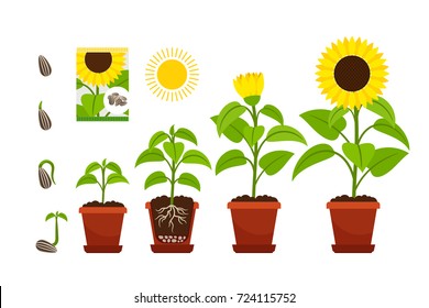 Sunflower cartoon vector illustration. Sunflowers seedling with yellow flowers in pot isolated on white