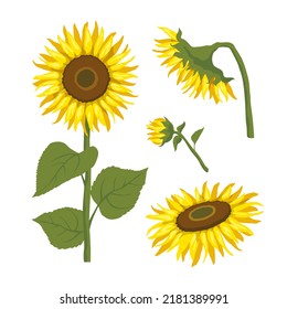 Sunflower clip art vector set. Flowers with stems and leaves isolated on a white background.