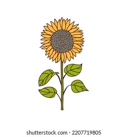 Sunflower colorful doodle illustration in vector. Helianthus colorful doodle illustration. Sunflower icon in vector