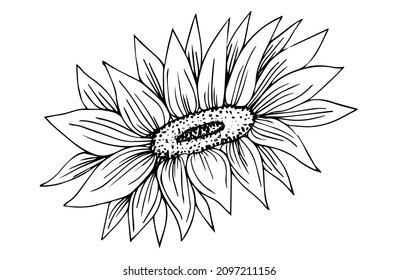 Sunflower for coloring book isolated on white background vector