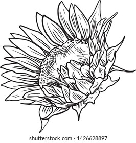 Sunflower for coloring book vector