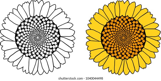 Sunflower coloring page