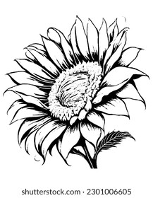 Sunflower Coloring Page Hand Draw Outline Illustration For Adult Coloring Book