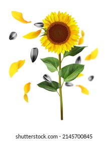 Sunflower composition with seeds. Vector illustration isolated on white background.