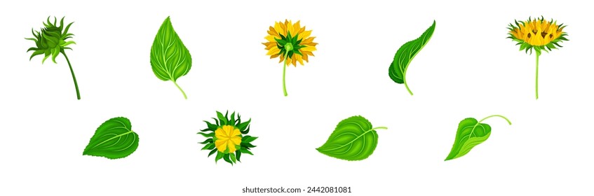 Cultivo de girasol con cabeza grande con semillas y conjunto de vectores de hojas verdes