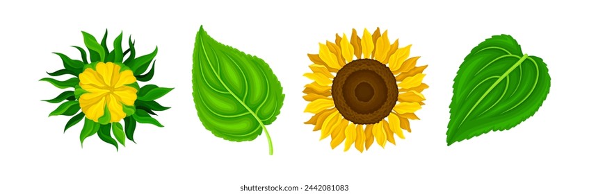 Sunflower Crop with Large Head with Seeds and Green Leaf Vector Set