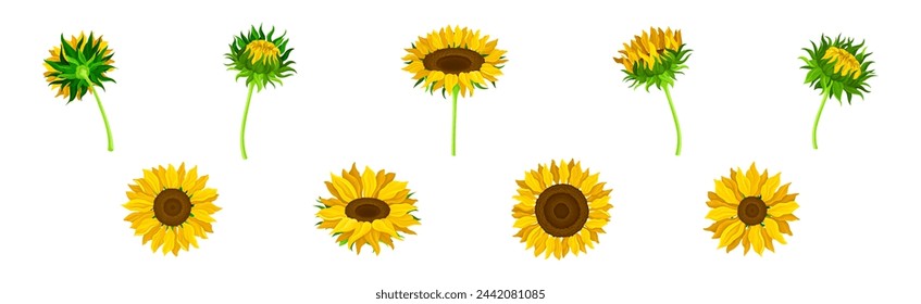 Sunflower Crop with Large Head with Seeds and Green Stem Vector Set