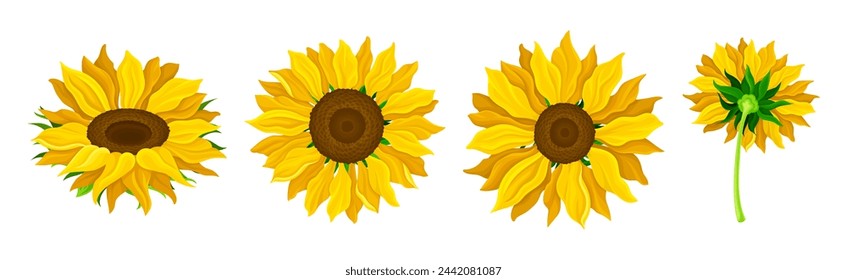 Cultivo de girasol con cabeza grande con semillas y tallo verde Vector Set