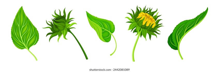 Cultivo de girasol con cabeza grande con semillas y conjunto de vectores de hojas verdes