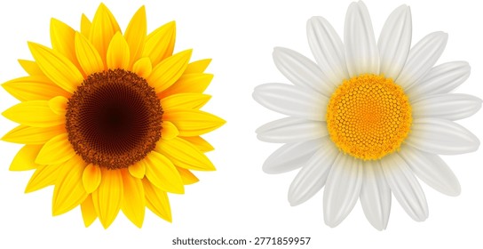 Sunflower and daisy flower isolated.