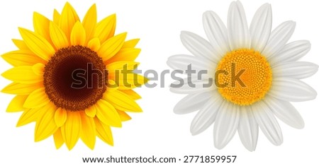 Sunflower and daisy flower isolated.