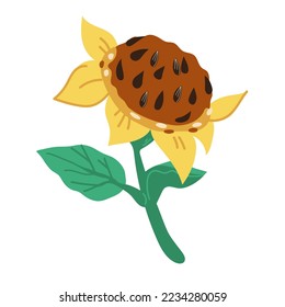Sunflower decorative hand drawn element for food and cosmetic labels design, vector illustration isolated on white background. Sunflower plant for cards and prints.