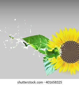 sunflower delati flower, green leaves, water drops splatter vector