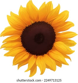 Sunflower Detailed Beautiful Hand Drawn Vector Illustration