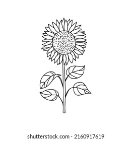 Sunflower doodle illustration in vector. Helianthus doodle illustration. Hand drawn sunflower icon in vector