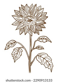 Sunflower doodle illustration in vector. Vintage doodle illustration. Hand drawn sunflower icon in vector