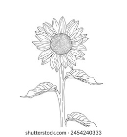 sunflower doodle. sunflower line art. hand drawn sunflower. sketch sunflower.