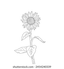 sunflower doodle. sunflower line art. hand drawn sunflower. sketch sunflower.