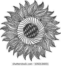 sunflower, doodle, sketch