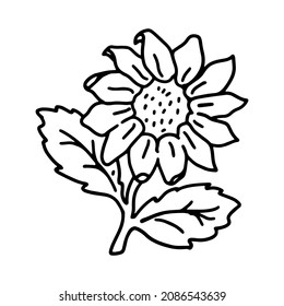 Sunflower in doodle style. Isolated vector.