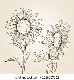 sunflower drawing background. hand-drawn illustration