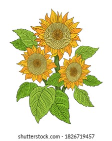 Sunflower drawing sketch. Bouquet of three flowers. Yellow with green leaves. Hand drawn color vector. Oil production. Agriculture plant harvest.