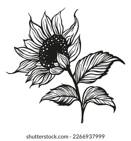 Sunflower drawing vector decoration with leaves. Line contour design flower silhouette graphic