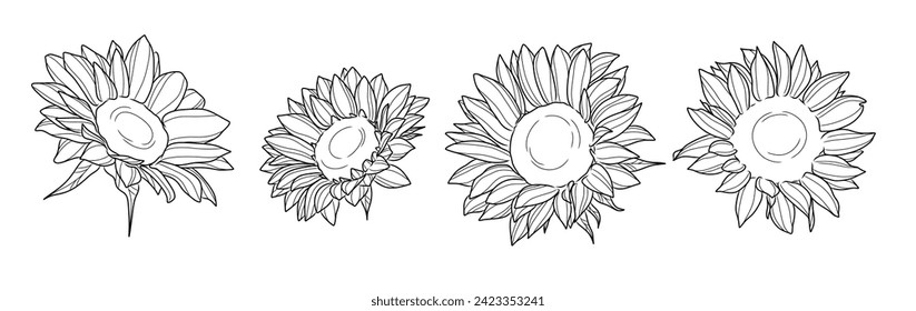 Sunflower elegant vector line art illustration set, isolated flower heads