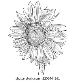 Sunflower Engraving Summer Blooming Ink Stock Vector (Royalty Free ...