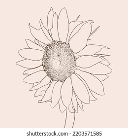 Sunflower engraving, summer blooming, ink. 