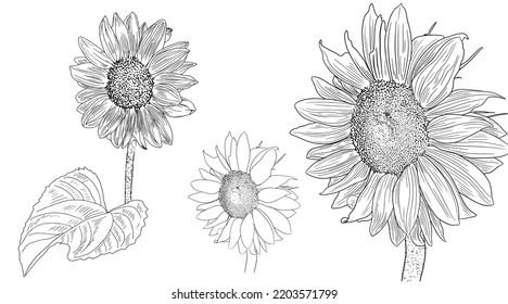 Sunflower engraving, summer blooming, ink. 