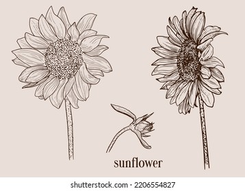 Sunflower engraving, summer blooming, ink. 