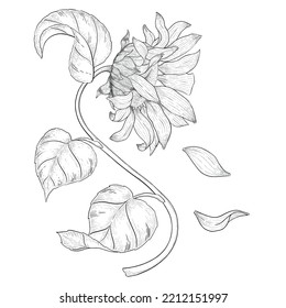 Sunflower with falling petals vector outline illustration.