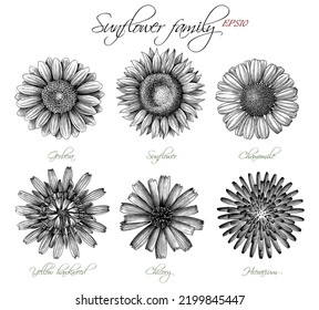 Sunflower Family Botanical Hand Draw Vintage Engraving Style