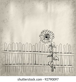 sunflower with fence on the background