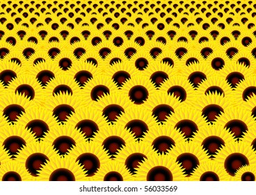 Sunflower field