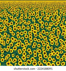 Sunflower Field, Sunflower Background Illustration Vector Cartoon drawing