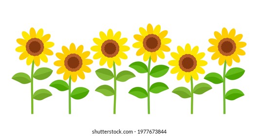 sunflower field, flower border vector illustration