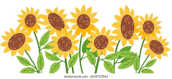 Sunflower field illustration with bright yellow petals and green leaves on white background. Floral summer concept symbolizing warmth, growth and positive energy