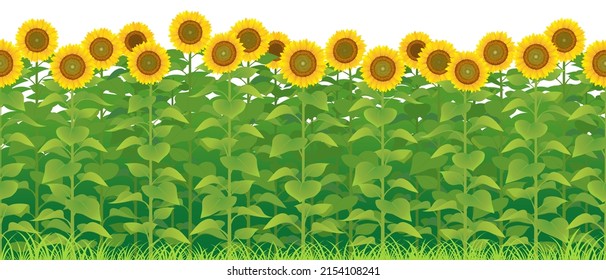 The sunflower field, isolated on the white background