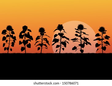 Sunflower field landscape vector background concept