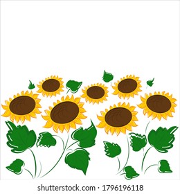 Sunflower field on a white background