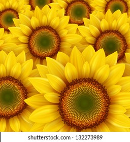 Sunflower field as summer background, vector illustration.