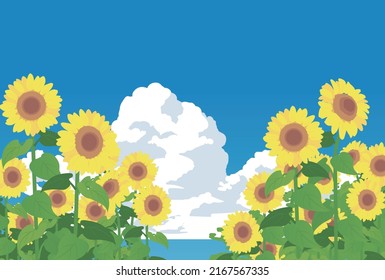 Sunflower field and summer sky, Vector illustration