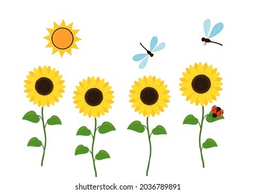 Sunflower field, sun, dragonflies and ladybug cartoon on white background vector illustration.  