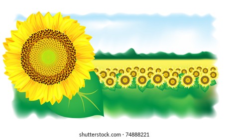 Sunflower and field. Vector illustration.