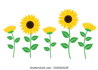 Sunflower field vector isolated on white background. cute cartoon flower with green leaves, flat design for print.