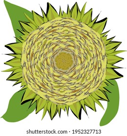 sunflower flat icon vector graphics illustration